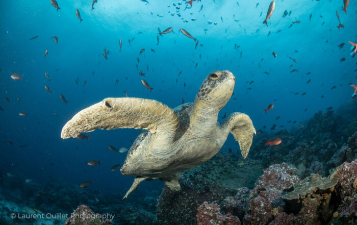 Galapagos turtle