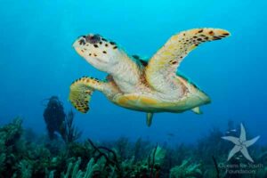Cuba diving turtle